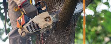 Best Hazardous Tree Removal  in USA